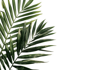 A few palm leaves in the left corner of the image, creating a sense of tranquility and nature