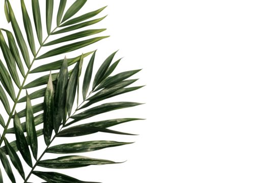 A few palm leaves in the left corner of the image, creating a sense of tranquility and nature