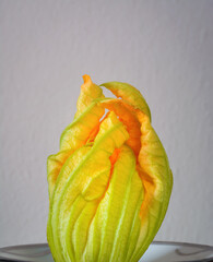 Fresh yellow zucchini flower on gray background