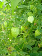 Physalis angulata or Physalis minima, commonly known as in Thai as Tong teng