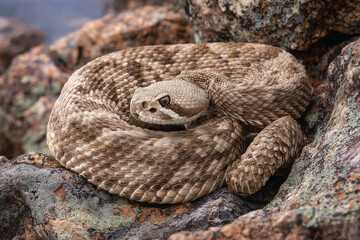 Naklejka premium Rattlesnake coiled on rocky terrain