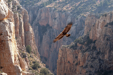 Golden eagle soaring over canyon cliffs
