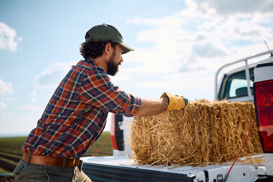Farm worker loading hay bales in the back of his truck.