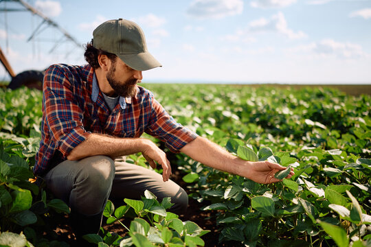 Agronomist checking the crops on soybean farm field.