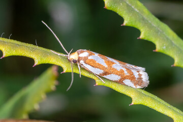 Orange and White Moth on Green Leaf