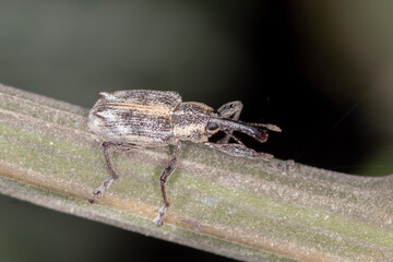Side View of Long-snouted Weevil Crwaling on Acacia Stem