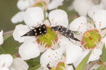 Pair of Pintail Beetles on White Native Flowers
