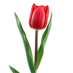 Close-up of a vibrant red tulip.  Deep crimson flower with pointed petals, vibrant green leaves extending from a slender stem. Isolated against a pure black background