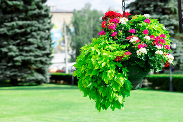 A hanging flower pot with green leaves and red flowers