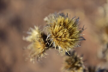 Close-up of Fuzzy Plant Seed Heads Against a Blurred Background