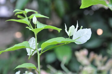 Obraz premium Blooming white bougainvillea flowers with green leaves background