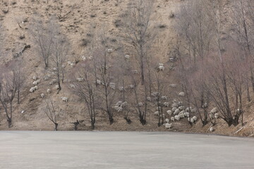 Sheep grazing on a hillside near leafless trees and a frozen lake