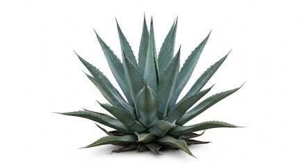 Fototapeta premium Vibrant Green Blue Agave Plant Isolated transparent background