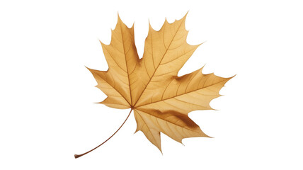 Fototapeta premium A single golden maple leaf, isolated on transparent background