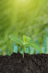 Plant growth evolution from seed to sapling. Young green seedling are growing from the rich soil in...