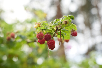 Fresh Raspberries on the Vine in a Beautiful, Lush Garden That is Vibrant and Colorful