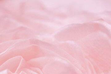 Pink pale rose flower petals, soft focus. Macro flowers backdrop