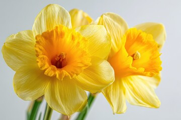 Vibrant yellow daffodils in full bloom brightening a springtime setting with their cheerful colors and delicate structure against a light background