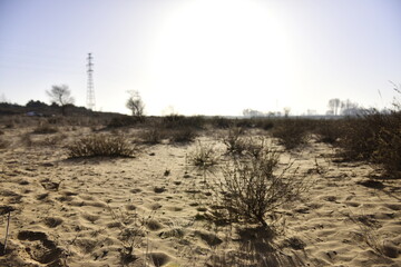 Sandy Landscape with Sparse Vegetation and Distant Power Lines