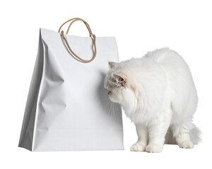 cat on white background