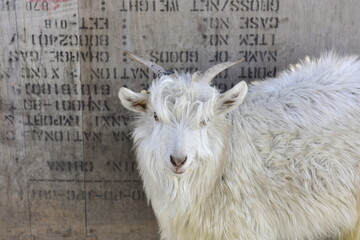 White Goat Standing Before a Textured Wall