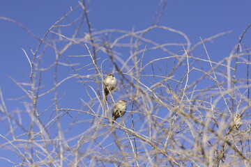 Two small birds perched on bare branches against a clear blue sky