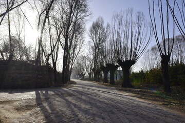 A cobblestone path lined with leafless trees under a clear sky