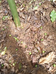 Coffee beans that fall from the trees are destroyed by beetles.