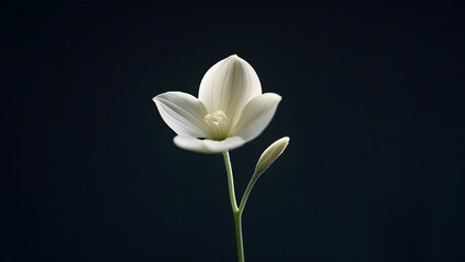 Fototapeta premium Cinematic photo of a solitary delicate white flower with intricate petals and subtle texture against a deep black background, captured with shallow depth for softness, evoking serenity, depth, and sim