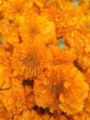 orange chrysanthemum flower background