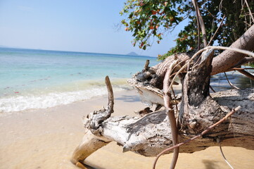 Branch of a tree with leaves and the horizon of the island with crystalline  water as background