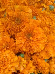 yellow chrysanthemum flowers