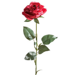 A single, vibrant red rose on a long stem with foliage