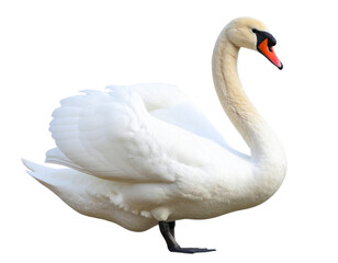 Fototapeta premium Elegant Swan PNG Isolated on Transparent Background