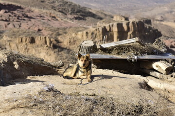 A dog rests near a makeshift shelter in a rugged, arid landscape with rocky cliffs in the...
