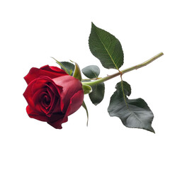 Single red rose, close-up, dark background.  Dark crimson rose with delicate green leaves and stem.  Image highlights flower detail