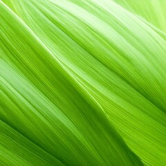 Abstract close-up of vibrant green leaves, exhibiting parallel veins and a flowing, curved texture