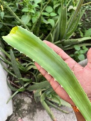 Close-up photo of a hand holding a fresh aloe vera leaf, perfect for concepts of skincare, herbal...