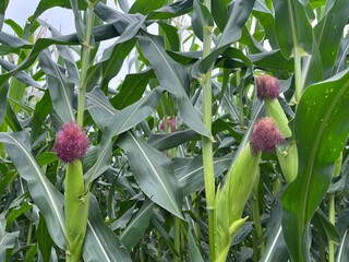 Green Maize Crop in Field with Fresh Corn Growing – Close-up of Healthy Farming Plants