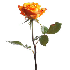 Single vibrant orange-yellow rose on dark background