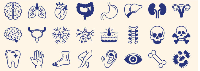 Set of human internal organ illustration illustration