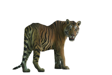 Bengal Tiger PNG [Panthera tigris tigris]. Majestic Big Cat Isolated for Wildlife, Nature, and...