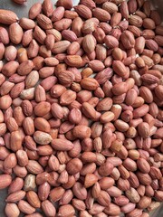 Close-up of Sorghum Millet Grains – Fresh Cereal Crop for Agriculture and Farming