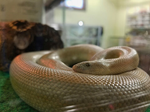 Coiled Snake in Enclosure