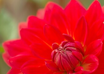 A beautiful vibrant blood red dahlia flower.