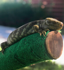 Large Lizard on Log