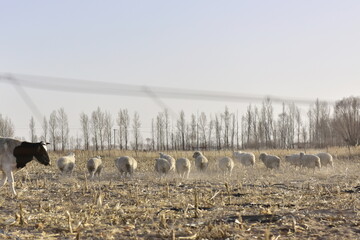 Sheep grazing in a dry field under a clear sky with a cow in the foreground
