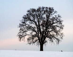 Solitary, leafless tree in snowy field under pale sky