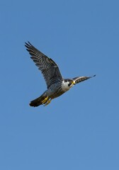 Magnificent peregrine falcon gracefully soaring through a clear blue sky, showcasing its powerful wings and agile flight, a symbol of freedom and natural beauty in motion.