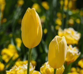 yellow tulips in spring